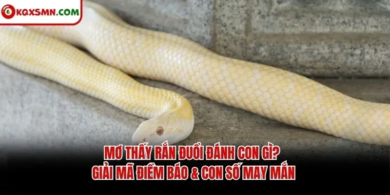 Mơ thấy Rắn đuổi đánh con gì? Giải mã điềm báo & con số may mắn