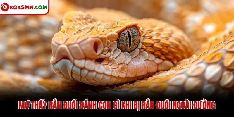 Mơ thấy rắn đuổi đánh con gì khi bị rắn đuổi ngoài đường