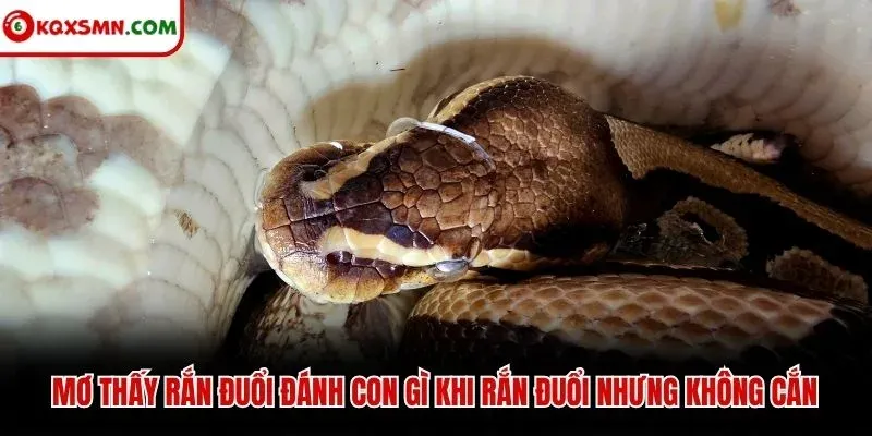 Mơ thấy rắn đuổi đánh con gì khi rắn đuổi nhưng không cắn
