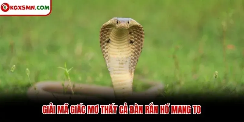 Giải mã giấc mơ thấy cả đàn rắn hổ mang to