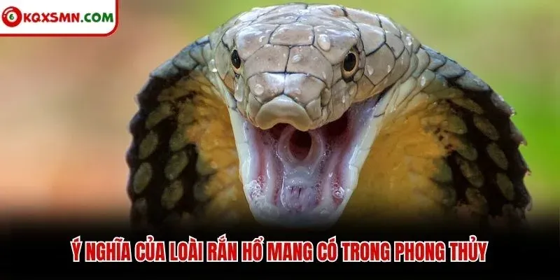 Ý nghĩa của loài rắn hổ mang có trong phong thủy