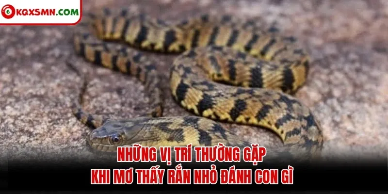 Những vị trí thường gặp khi mơ thấy rắn nhỏ đánh con gì