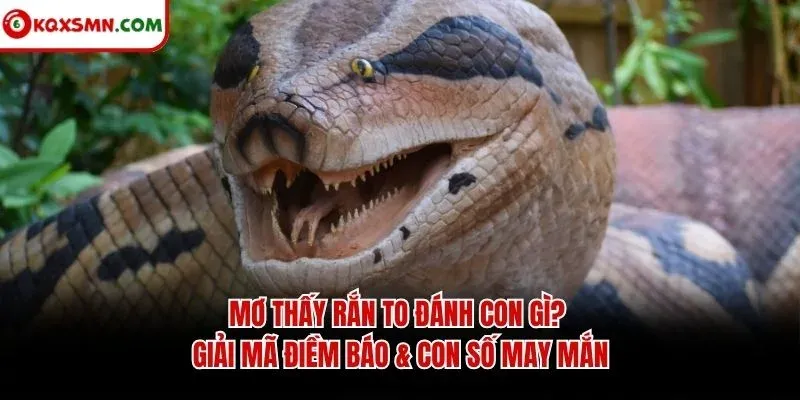 Mơ thấy Rắn to đánh con gì? Giải mã điềm báo & con số may mắn