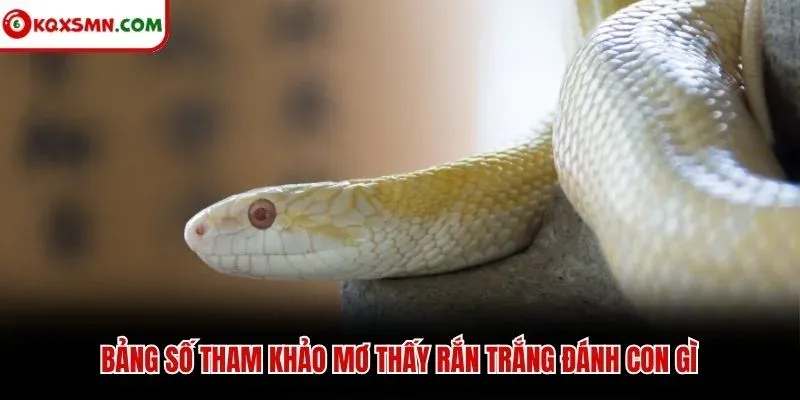 Bảng số tham khảo mơ thấy rắn trắng đánh con gì