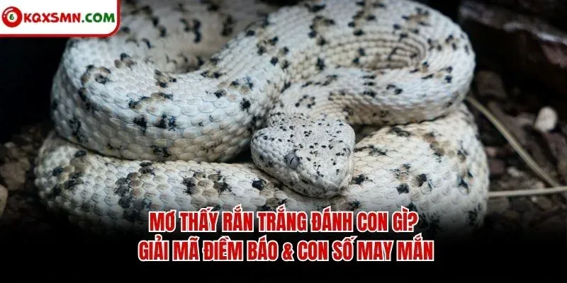 Mơ thấy Rắn trắng đánh con gì? Giải mã điềm báo & con số may mắn