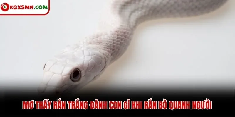 Mơ thấy rắn trắng đánh con gì khi rắn bò quanh người