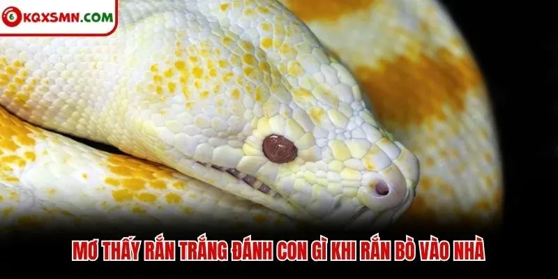 Mơ thấy rắn trắng đánh con gì khi rắn bò vào nhà