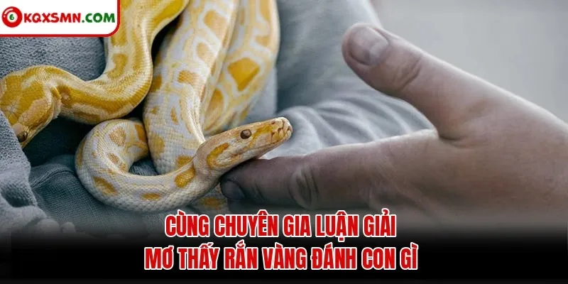 Cùng chuyên gia luận giải mơ thấy rắn vàng đánh con gì