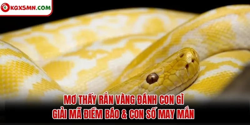 Mơ Thấy Rắn Vàng Đánh Con Gì - Giải Mã Điềm Báo & Con Số May Mắn