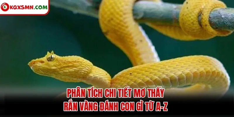 Phân tích chi tiết mơ thấy rắn vàng đánh con gì từ A-Z