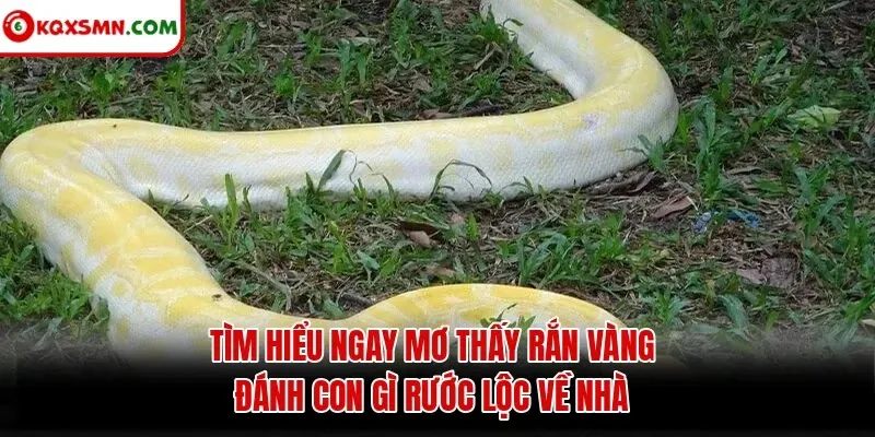 Tìm hiểu ngay mơ thấy rắn vàng đánh con gì rước lộc về nhà