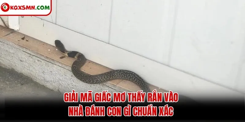 Giải mã giấc mơ thấy rắn vào nhà đánh con gì chuẩn xác