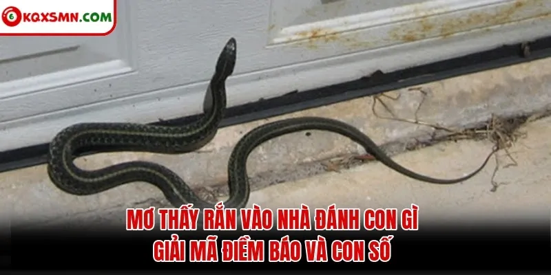 Mơ thấy Rắn vào nhà đánh con gì? Giải mã điềm báo và con số