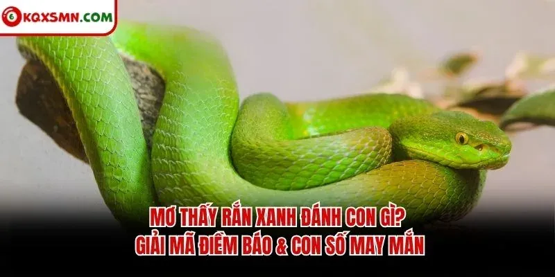 Mơ thấy Rắn xanh đánh con gì? Giải mã điềm báo & con số may mắn