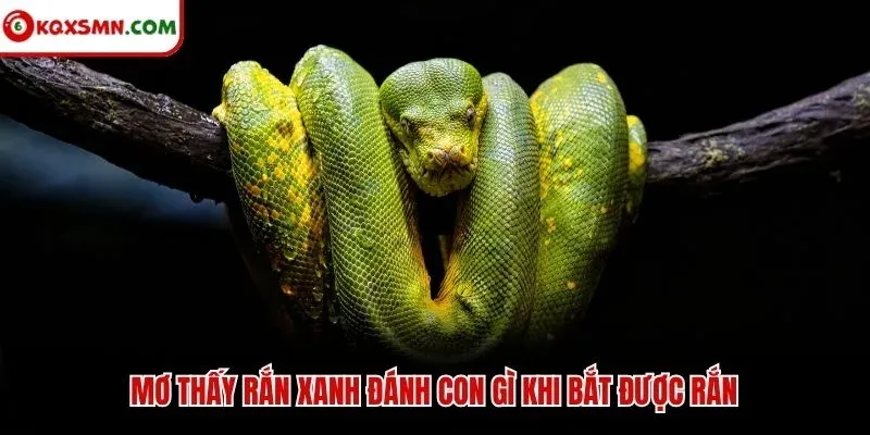 Mơ thấy rắn xanh đánh con gì khi bắt được rắn