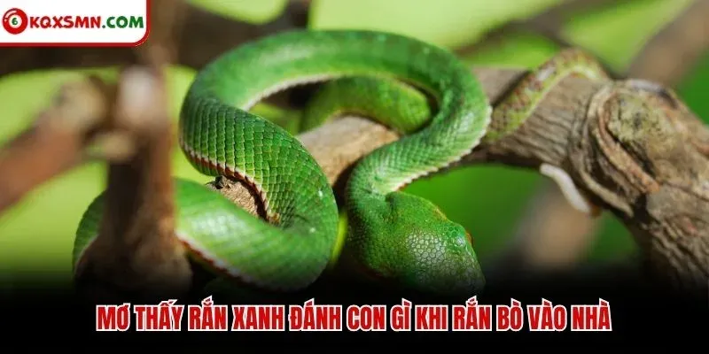 Mơ thấy rắn xanh đánh con gì khi rắn bò vào nhà
