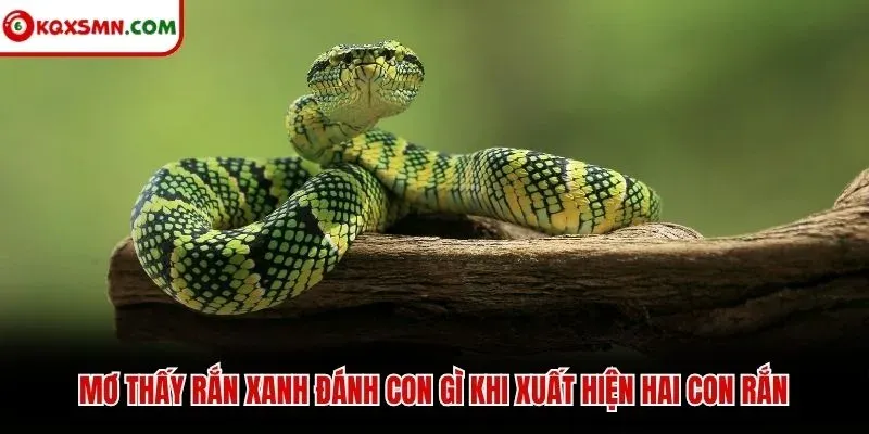 Mơ thấy rắn xanh đánh con gì khi xuất hiện hai con rắn