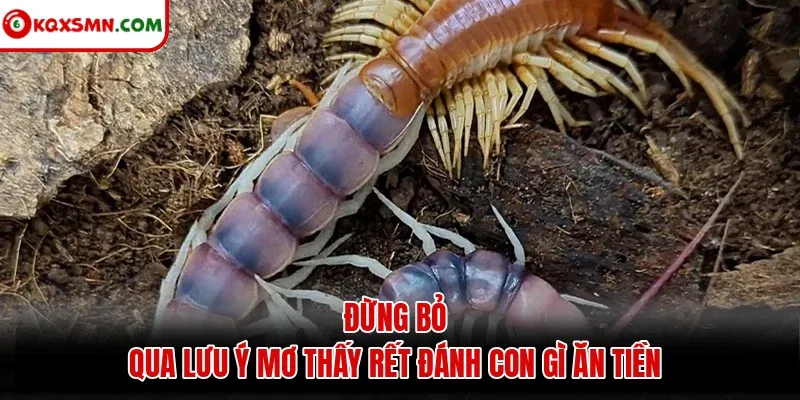 Đừng bỏ qua lưu ý mơ thấy rết đánh con gì ăn tiền