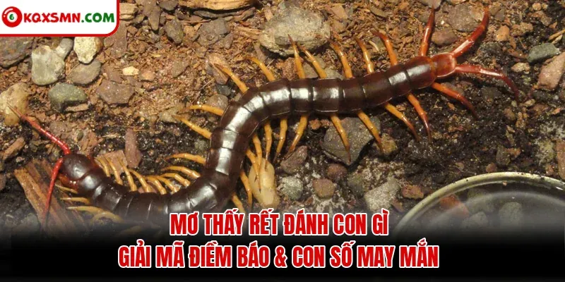 Mơ thấy Rết đánh con gì? Giải mã điềm báo & con số may mắn
