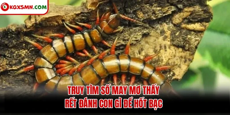 Truy tìm số may mơ thấy rết đánh con gì để hốt bạc