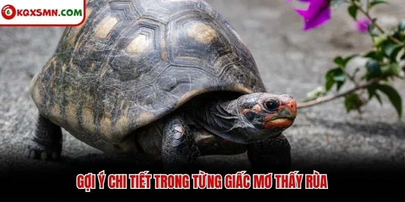 Gợi ý chi tiết trong từng giấc mơ thấy rùa