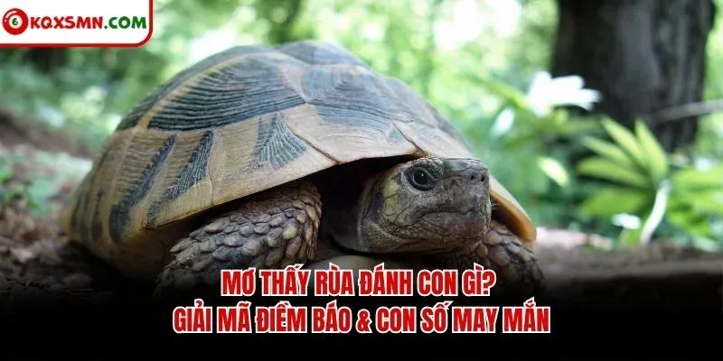 Mơ thấy Rùa đánh con gì? Giải mã điềm báo & con số may mắn
