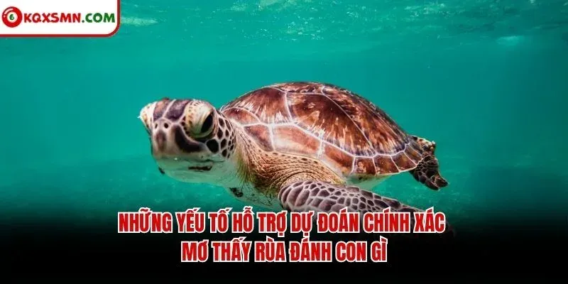 Những yếu tố hỗ trợ dự đoán chính xác mơ thấy rùa đánh con gì