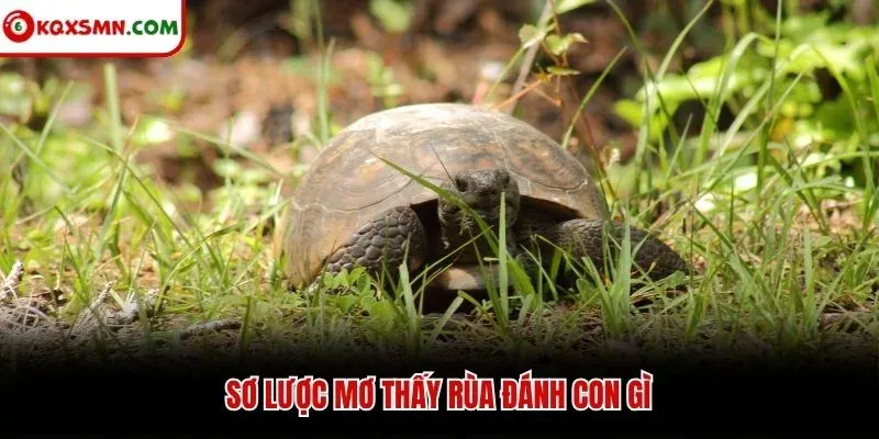 Sơ lược mơ thấy rùa đánh con gì