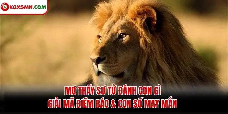 Mơ thấy Sư tử đánh con gì? Giải mã điềm báo & con số may mắn