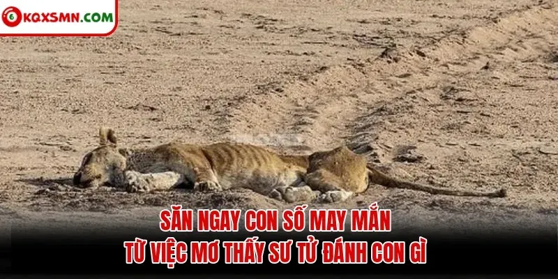 Săn ngay con số may mắn từ việc mơ thấy sư tử đánh con gì