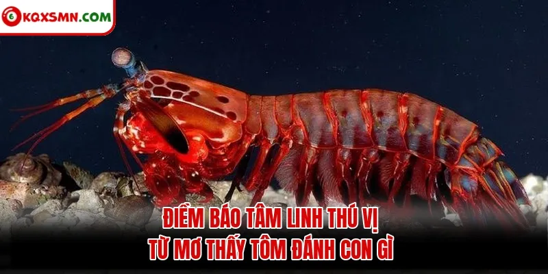 Điềm báo tâm linh thú vị từ mơ thấy tôm đánh con gì
