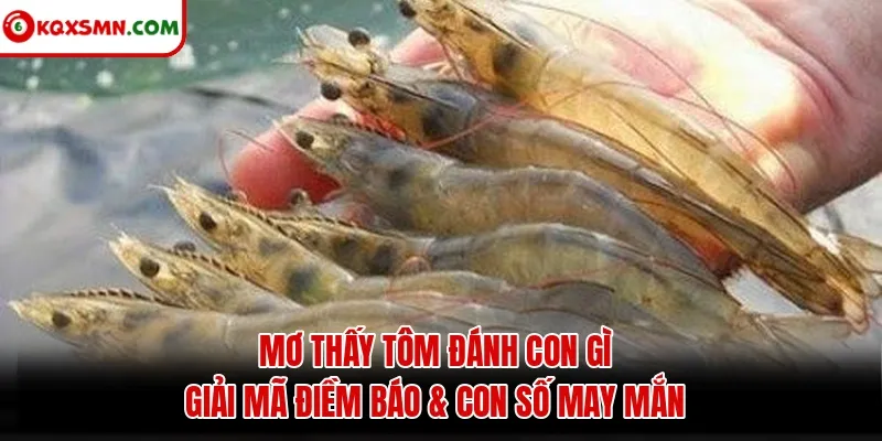 Mơ thấy Tôm đánh con gì? Giải mã điềm báo & con số may mắn