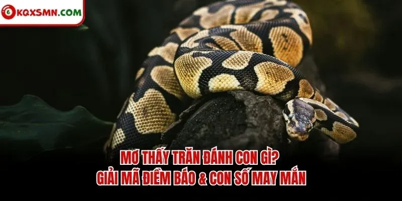 Mơ thấy Trăn đánh con gì? Giải mã điềm báo & con số may mắn
