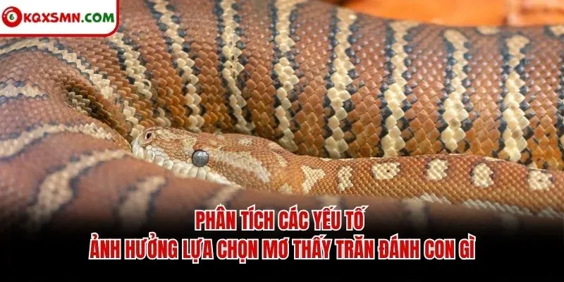 Phân tích các yếu tố ảnh hưởng lựa chọn mơ thấy trăn đánh con gì