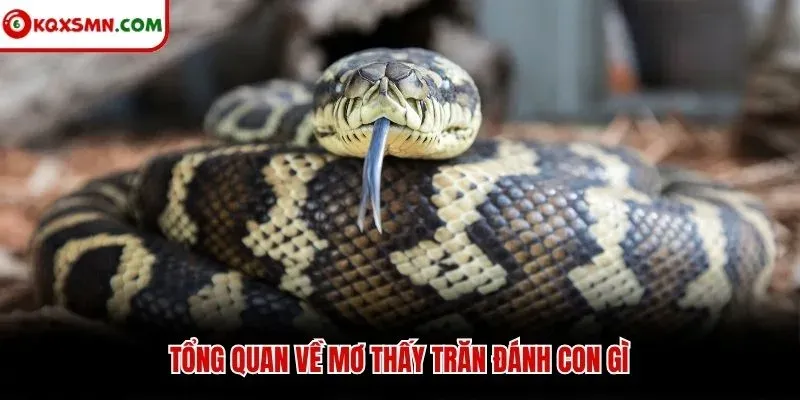 Tổng quan về mơ thấy trăn đánh con gì