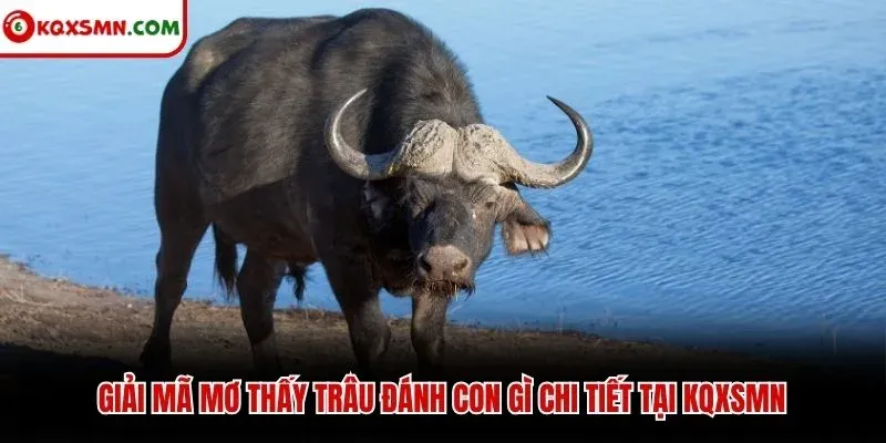 Giải mã mơ thấy trâu đánh con gì chi tiết tại KQXSMN