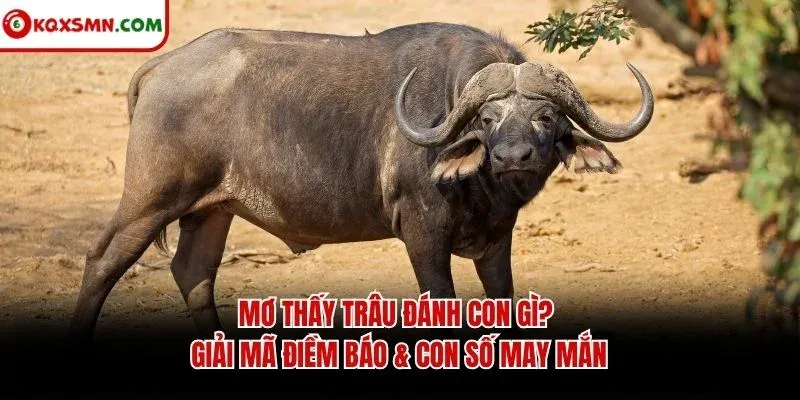 Mơ thấy Trâu đánh con gì? Giải mã điềm báo & con số may mắn