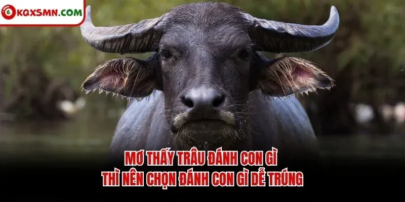 Mơ thấy trâu đánh con gì thì nên chọn đánh con gì dễ trúng
